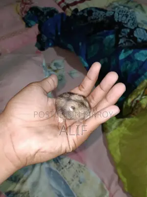 ১ মাসের ডোয়ার্ফ হ্যামস্টার বিক্রয়