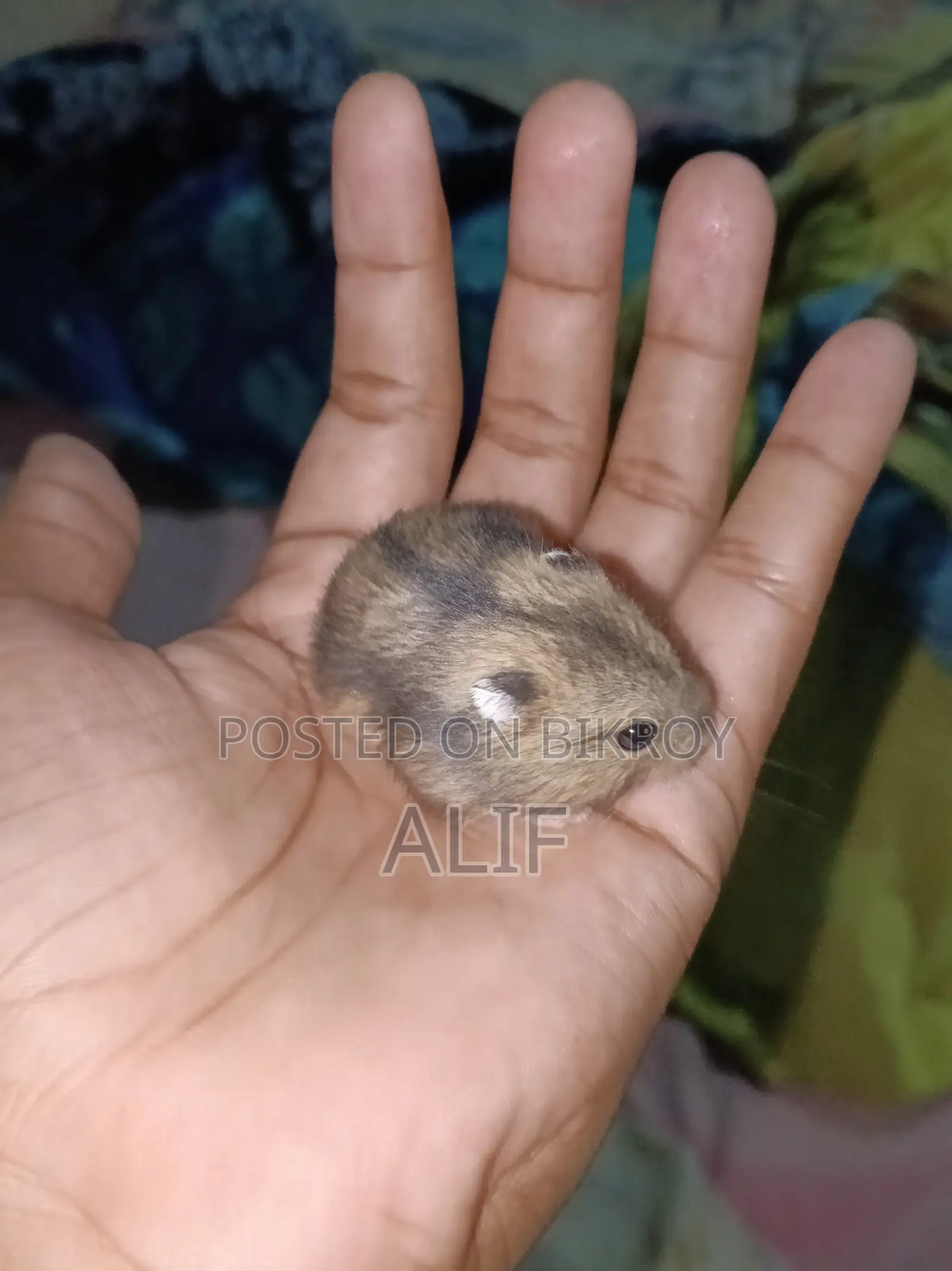 ১ মাসের ডোয়ার্ফ হ্যামস্টার বিক্রয়