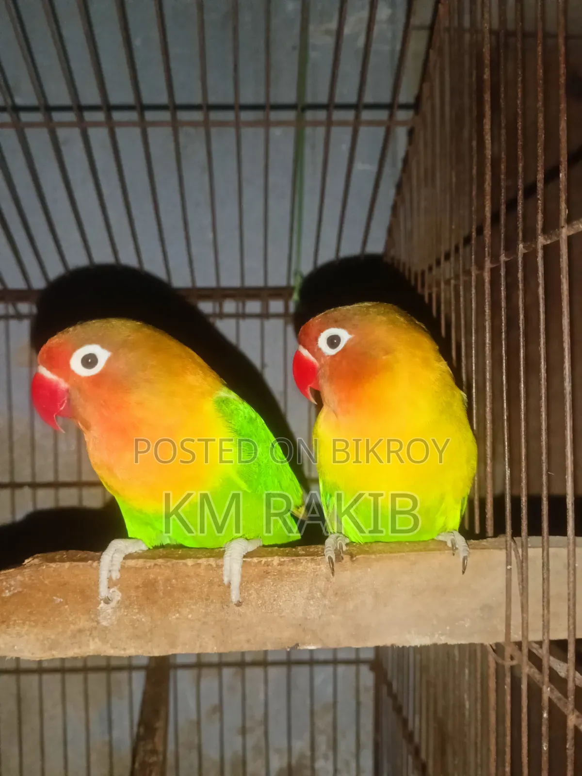 Lovebird Cockateel Bird পাখি