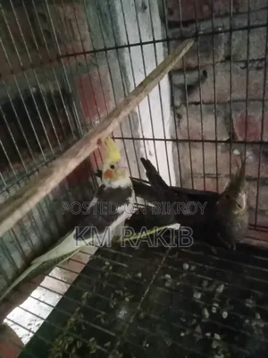 Lovebird Cockateel Bird পাখি