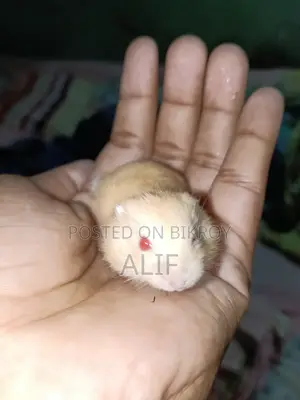 ১ মাসের ডোয়ার্ফ হ্যামস্টার বিক্রির জন্য।