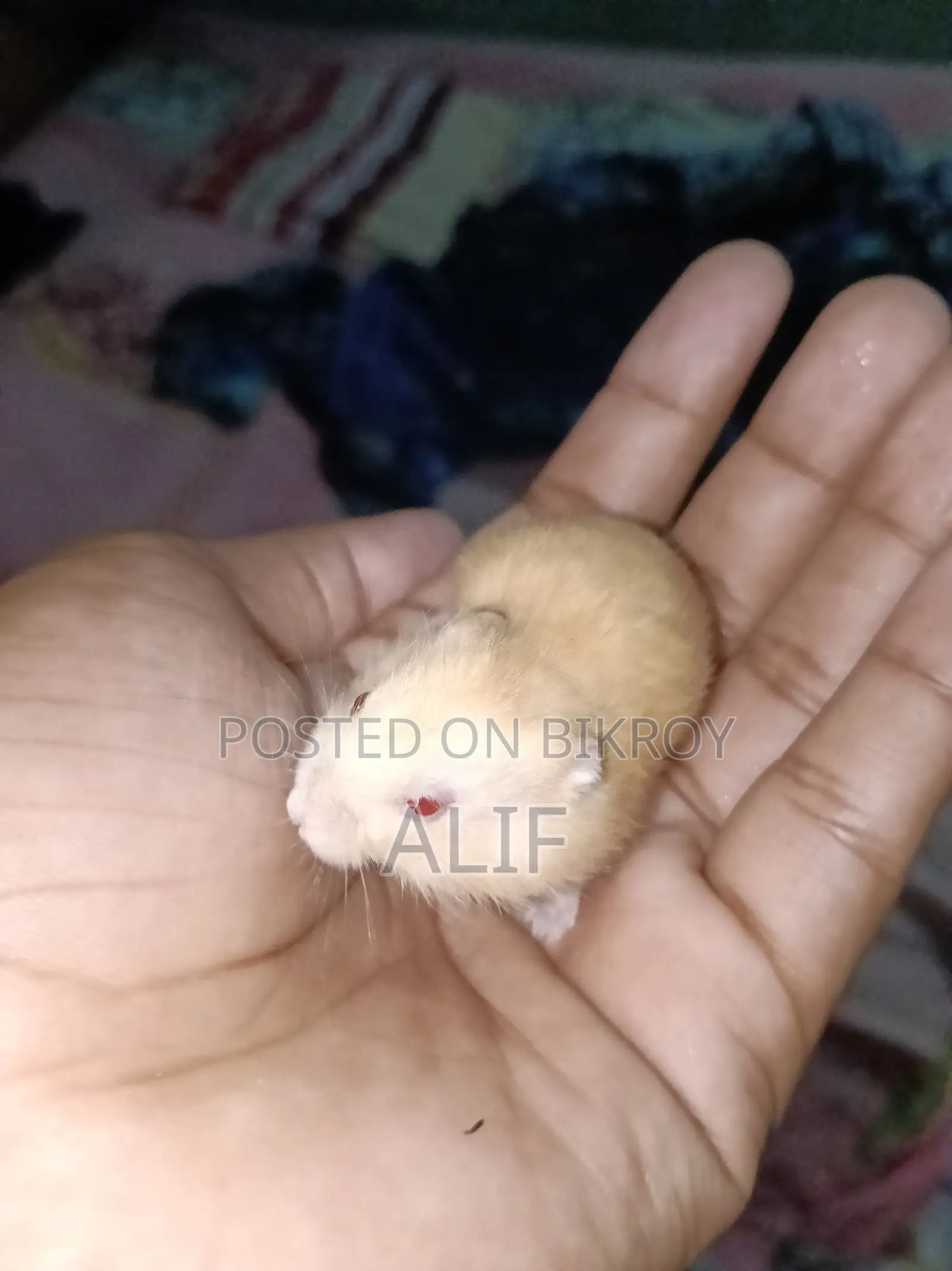 ১ মাসের ডোয়ার্ফ হ্যামস্টার বিক্রির জন্য।