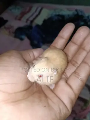 ১ মাসের ডোয়ার্ফ হ্যামস্টার বিক্রির জন্য।