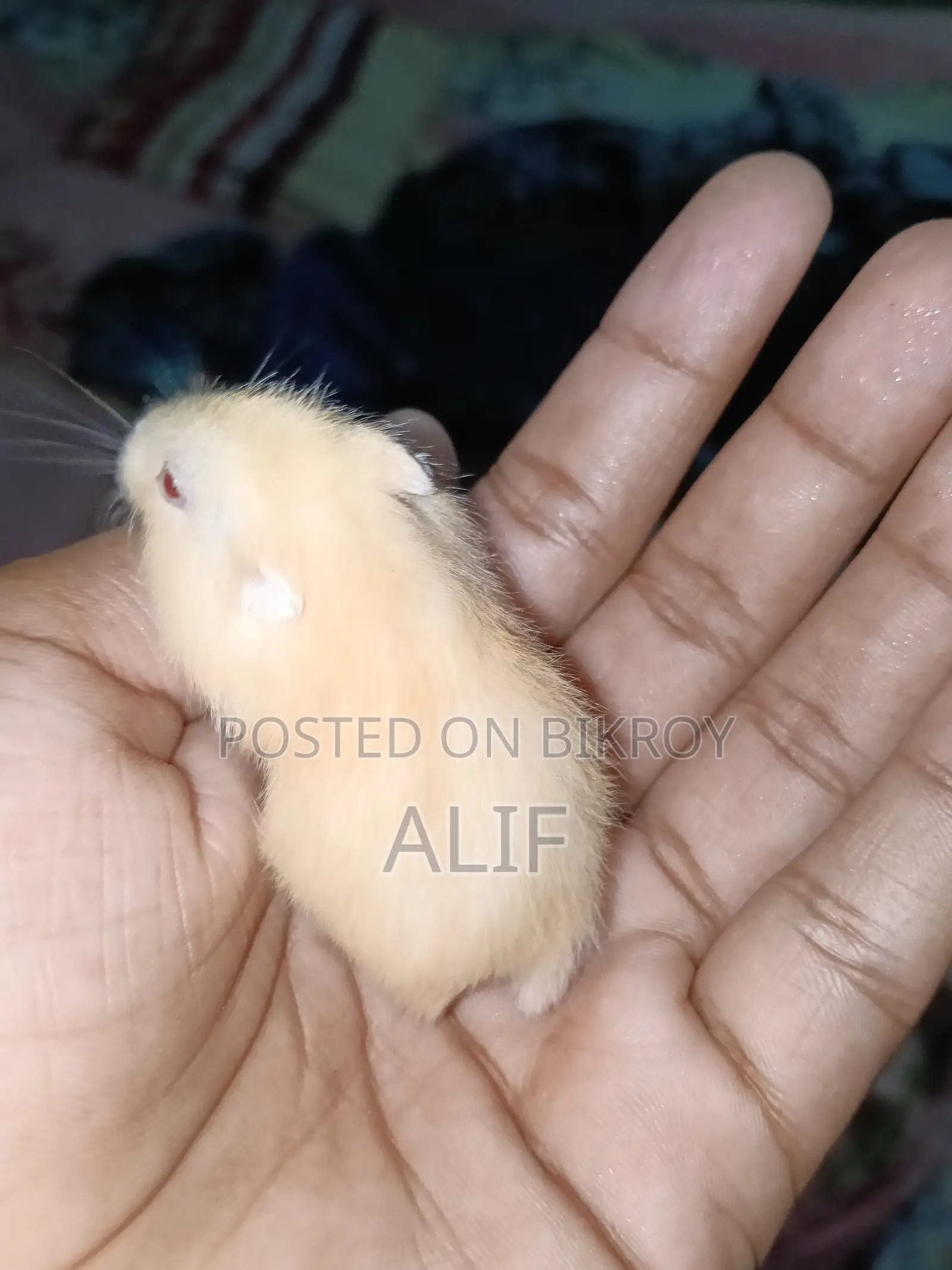 ১ মাসের ডোয়ার্ফ হ্যামস্টার বিক্রির জন্য।