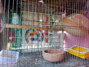 সেটআপ সহ এক জোড়া বাজরিগার পাখি বিক্রি হবে।