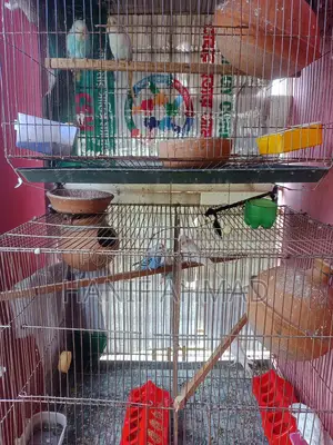 সেটআপ সহ এক জোড়া বাজরিগার পাখি বিক্রি হবে।
