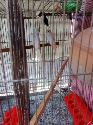 সেটআপ সহ এক জোড়া বাজরিগার পাখি বিক্রি হবে।