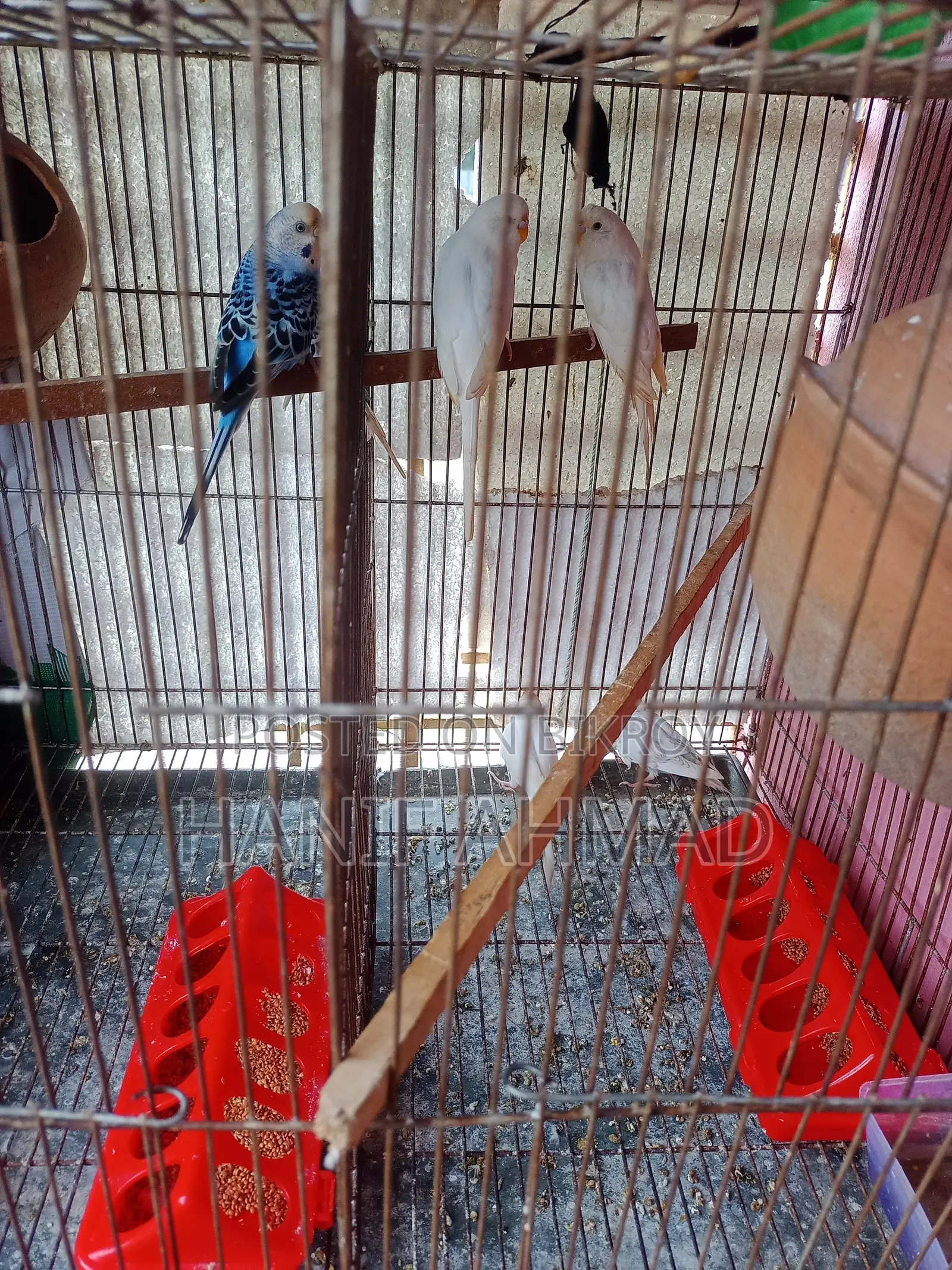 সেটআপ সহ এক জোড়া বাজরিগার পাখি বিক্রি হবে।