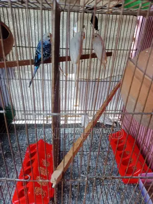 সেটআপ সহ এক জোড়া বাজরিগার পাখি বিক্রি হবে।