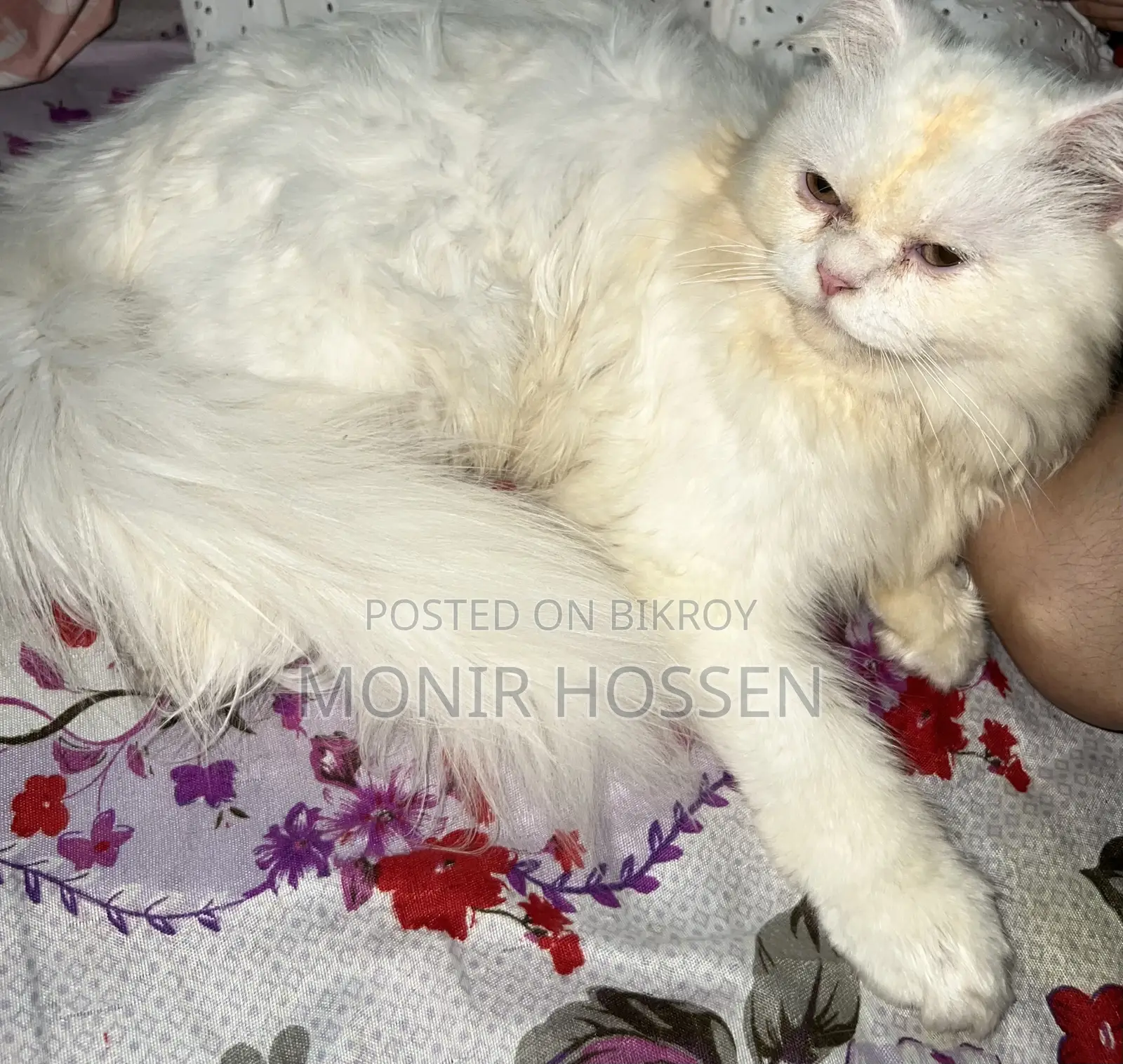 6-12 Months Male Purebred Persian