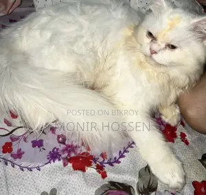 6-12 Months Male Purebred Persian