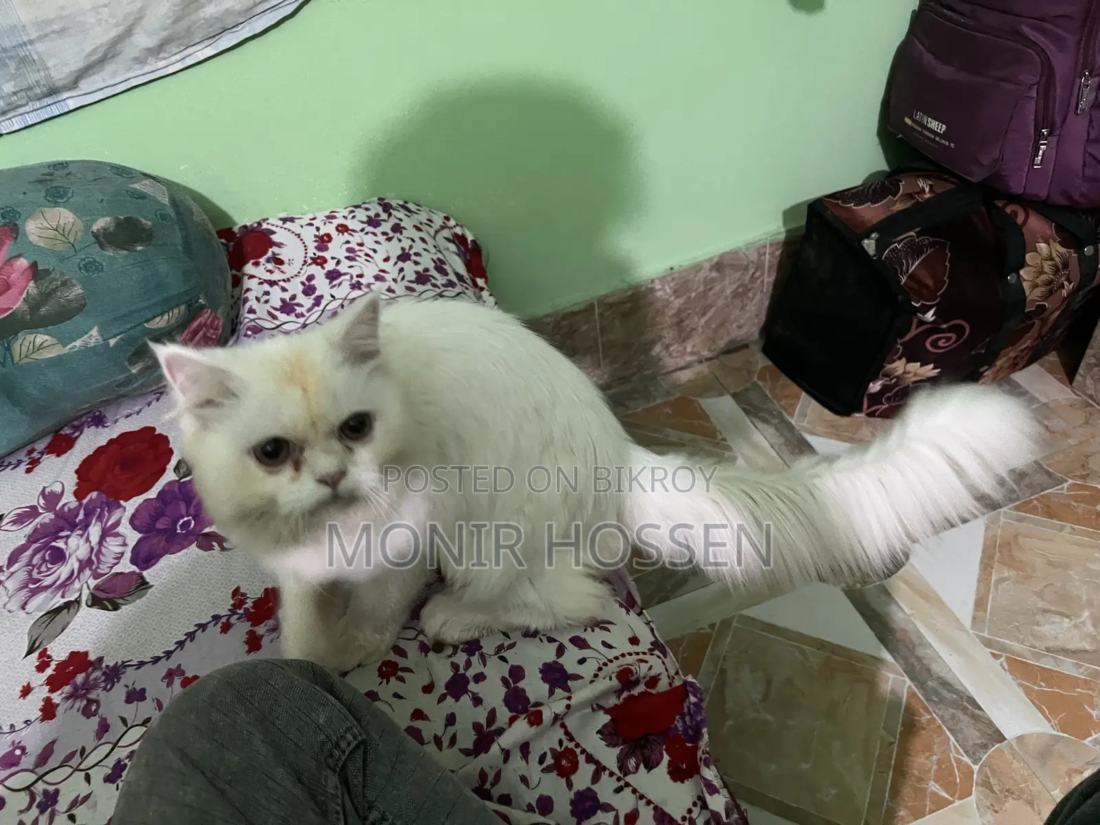 6-12 Months Male Purebred Persian