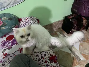 6-12 Months Male Purebred Persian