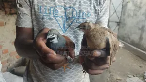 King Quail