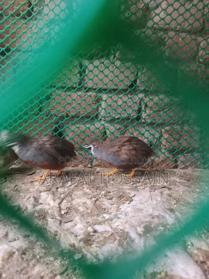 কিং কোয়েল