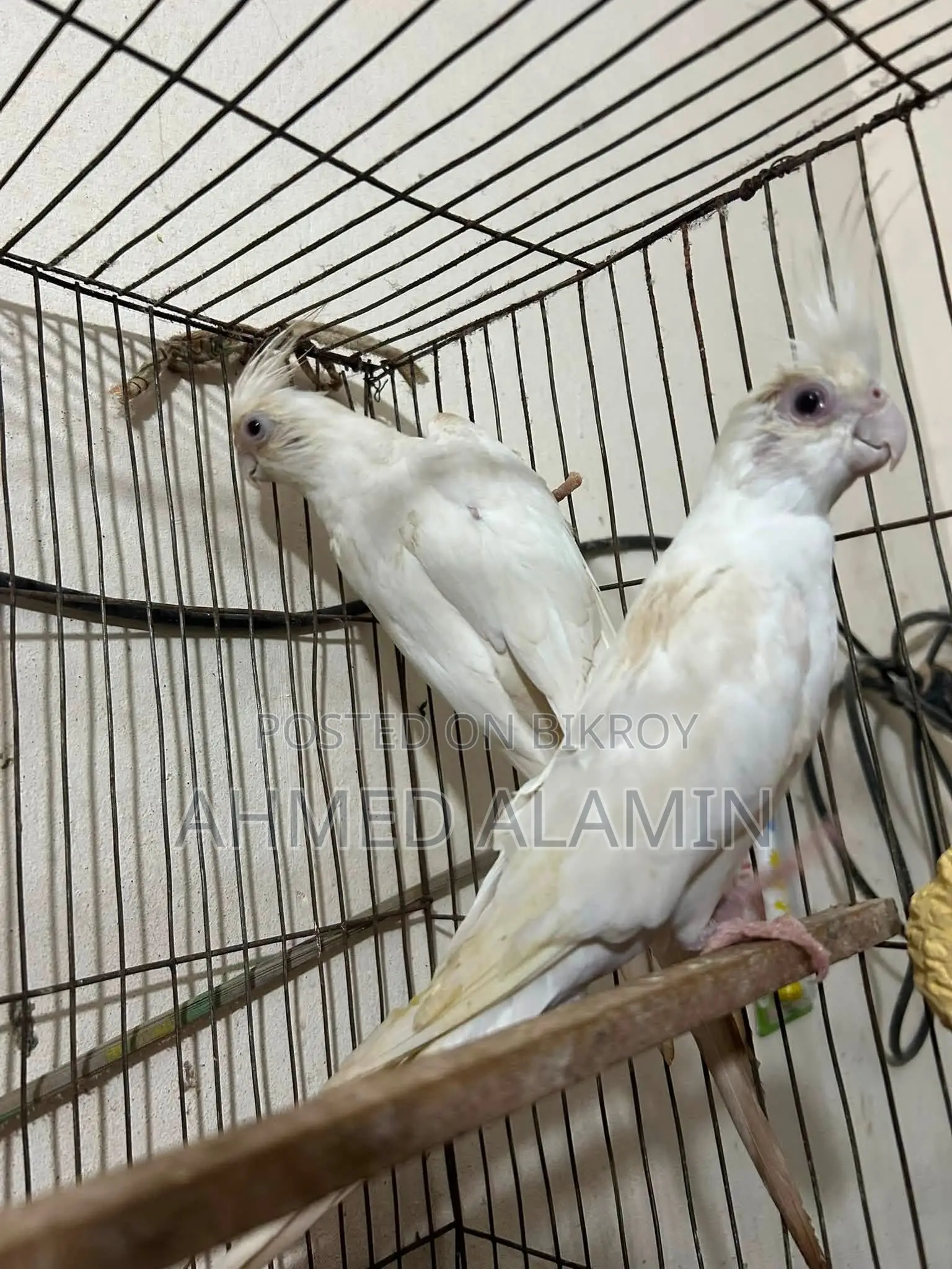 ককটেল বার্ড