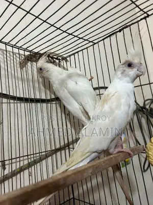 ককটেল বার্ড