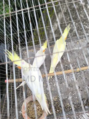 ৩ পিস লুটিনো রেড আইস ককাটেল পাখি বিক্রিয় করা হব