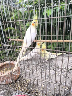 ৩ পিস লুটিনো রেড আইস ককাটেল পাখি বিক্রিয় করা হব