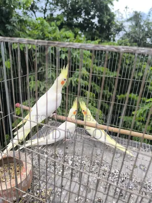 ৩ পিস লুটিনো রেড আইস ককাটেল পাখি বিক্রিয় করা হব