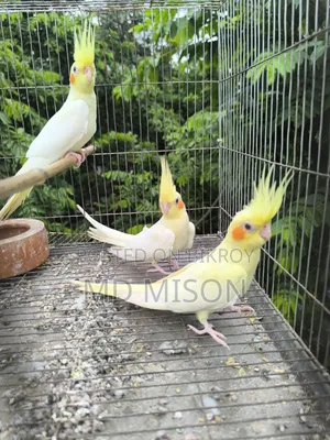৩ পিস লুটিনো রেড আইস ককাটেল পাখি বিক্রিয় করা হব