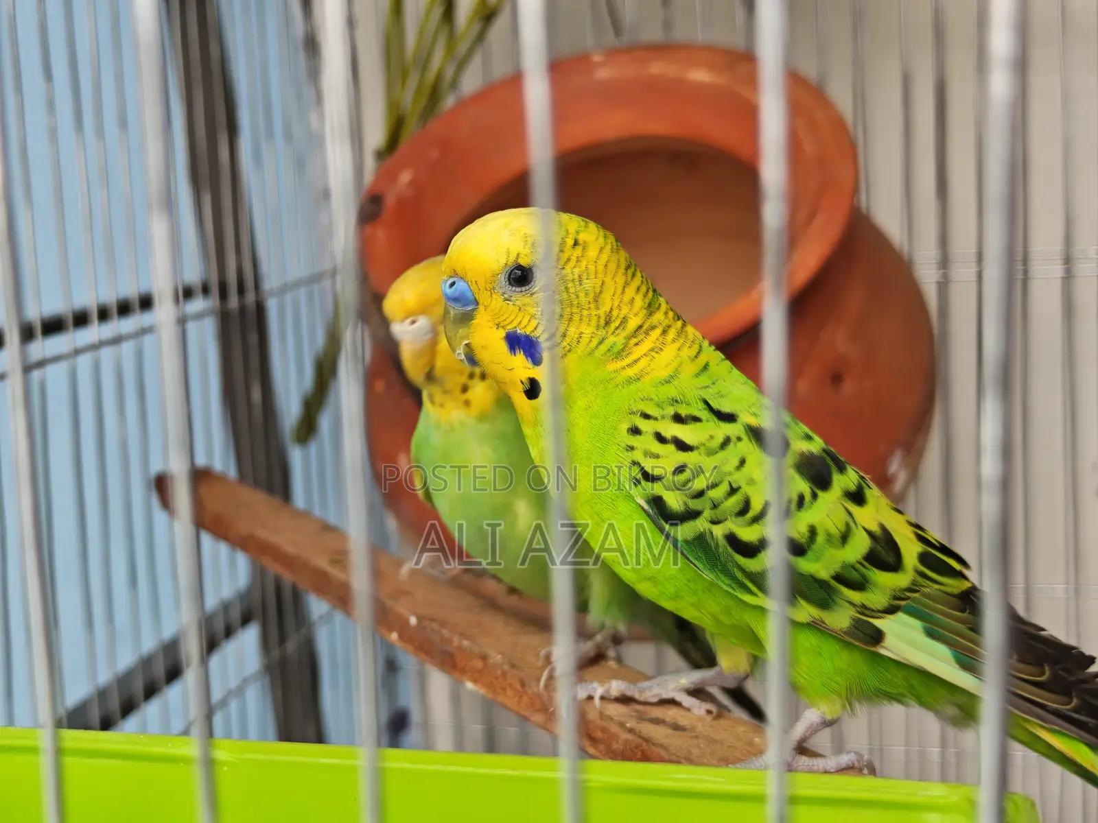বাজরিগার পাখি ফুল সেটআপ