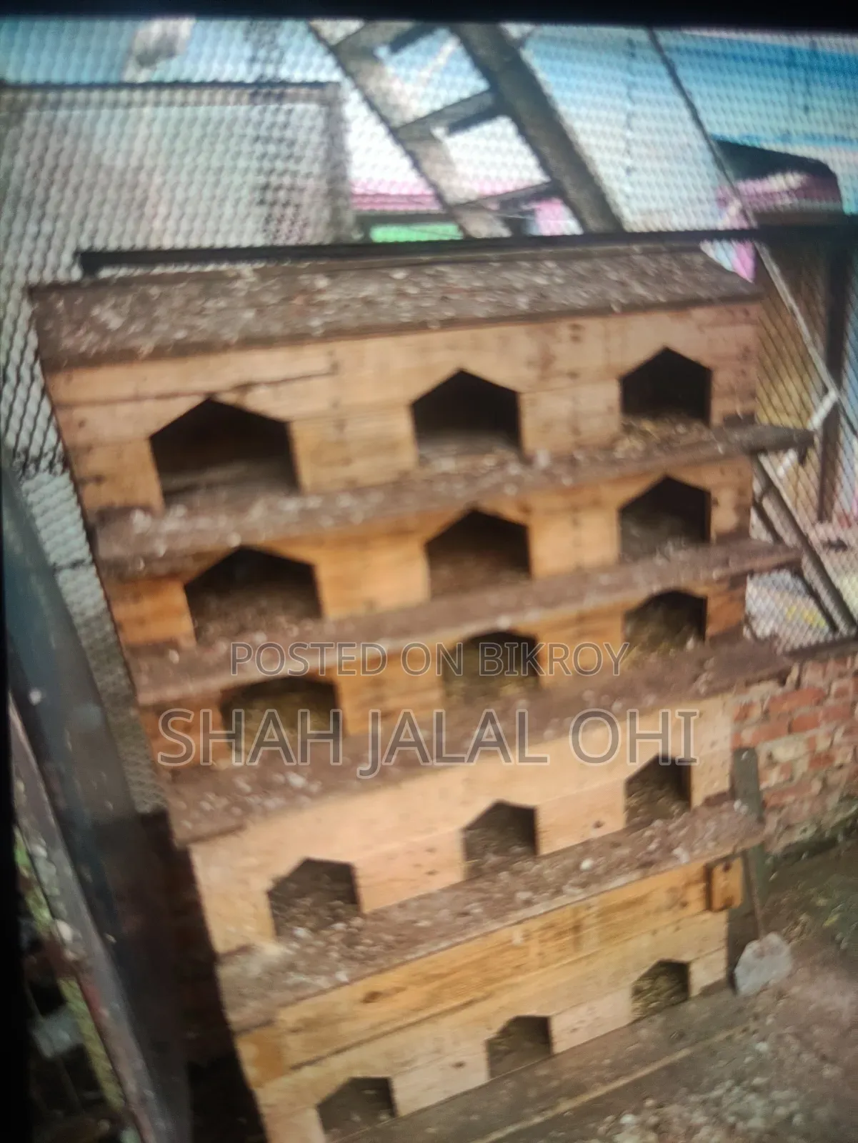 Kicu Kobotor Sale Hoba