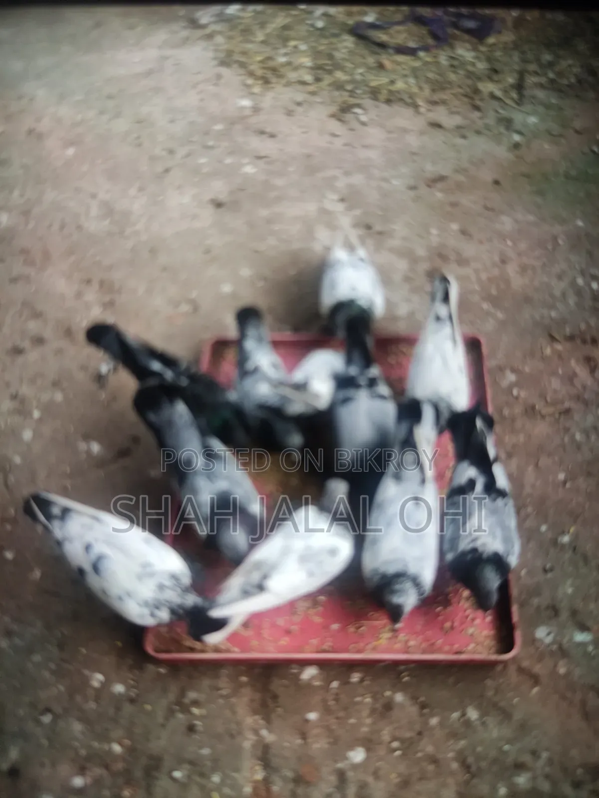 Kicu Kobotor Sale Hoba