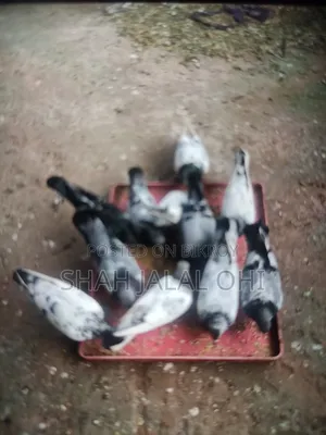 Kicu Kobotor Sale Hoba
