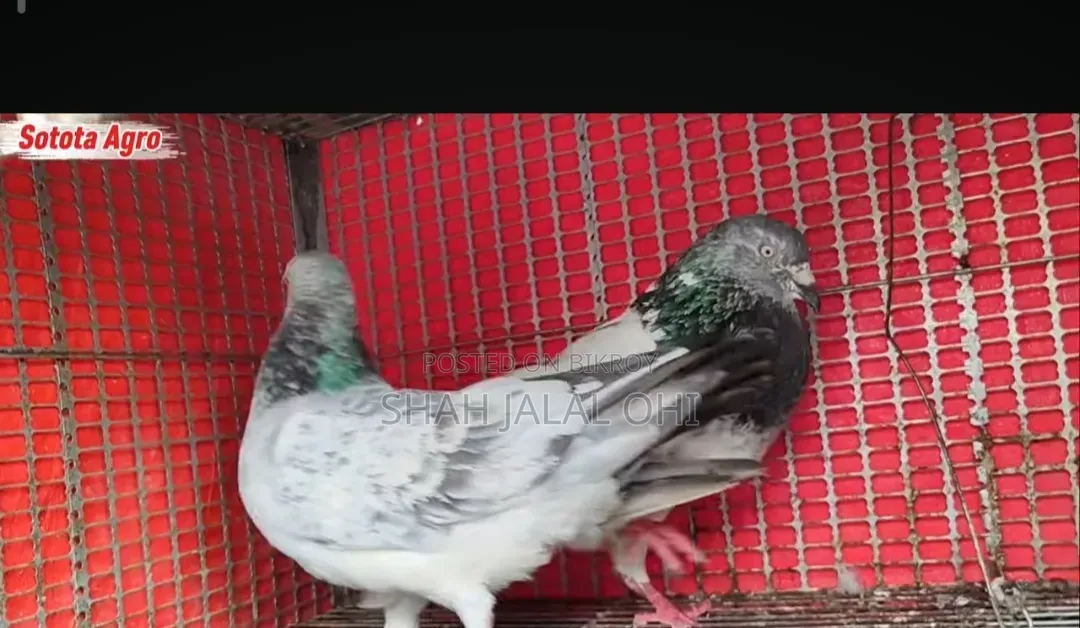 Kicu Kobotor Sale Hoba