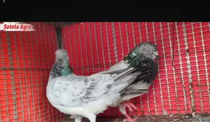 Kicu Kobotor Sale Hoba