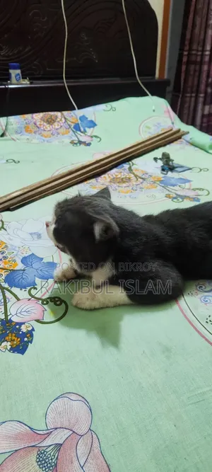 ৬-১২ মাস বয়সী পুরুষ মিক্সড ব্রিড পার্সিয়ান