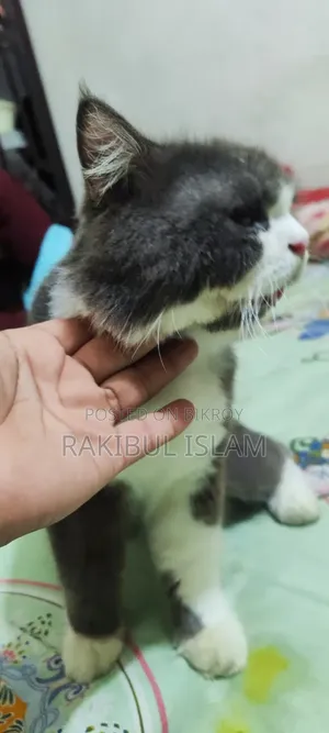 ৬-১২ মাস বয়সী পুরুষ মিক্সড ব্রিড পার্সিয়ান