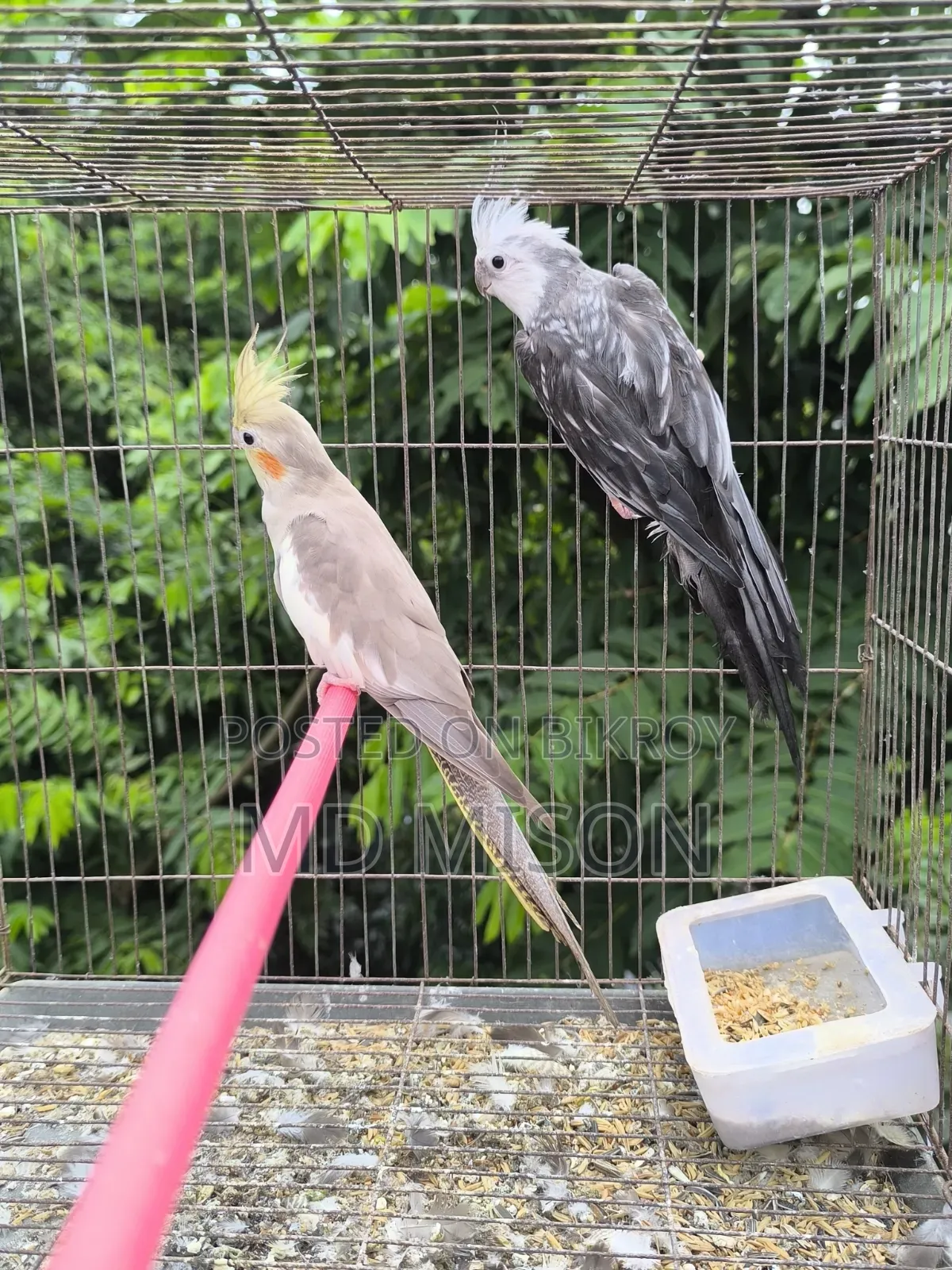 2 Grey Running Male Birds for Sale