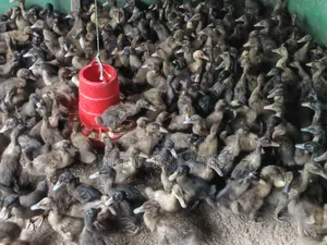 Low Price Brooded Ducklings for Sale
