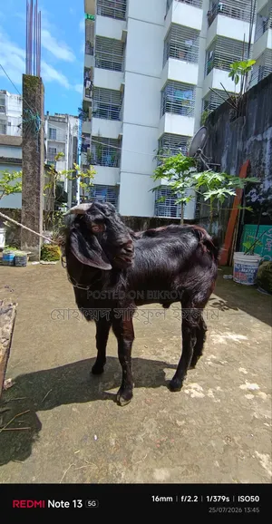 Male Goat for Sell