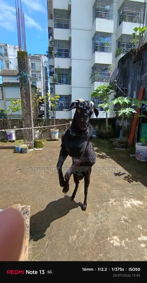 Male Goat for Sell