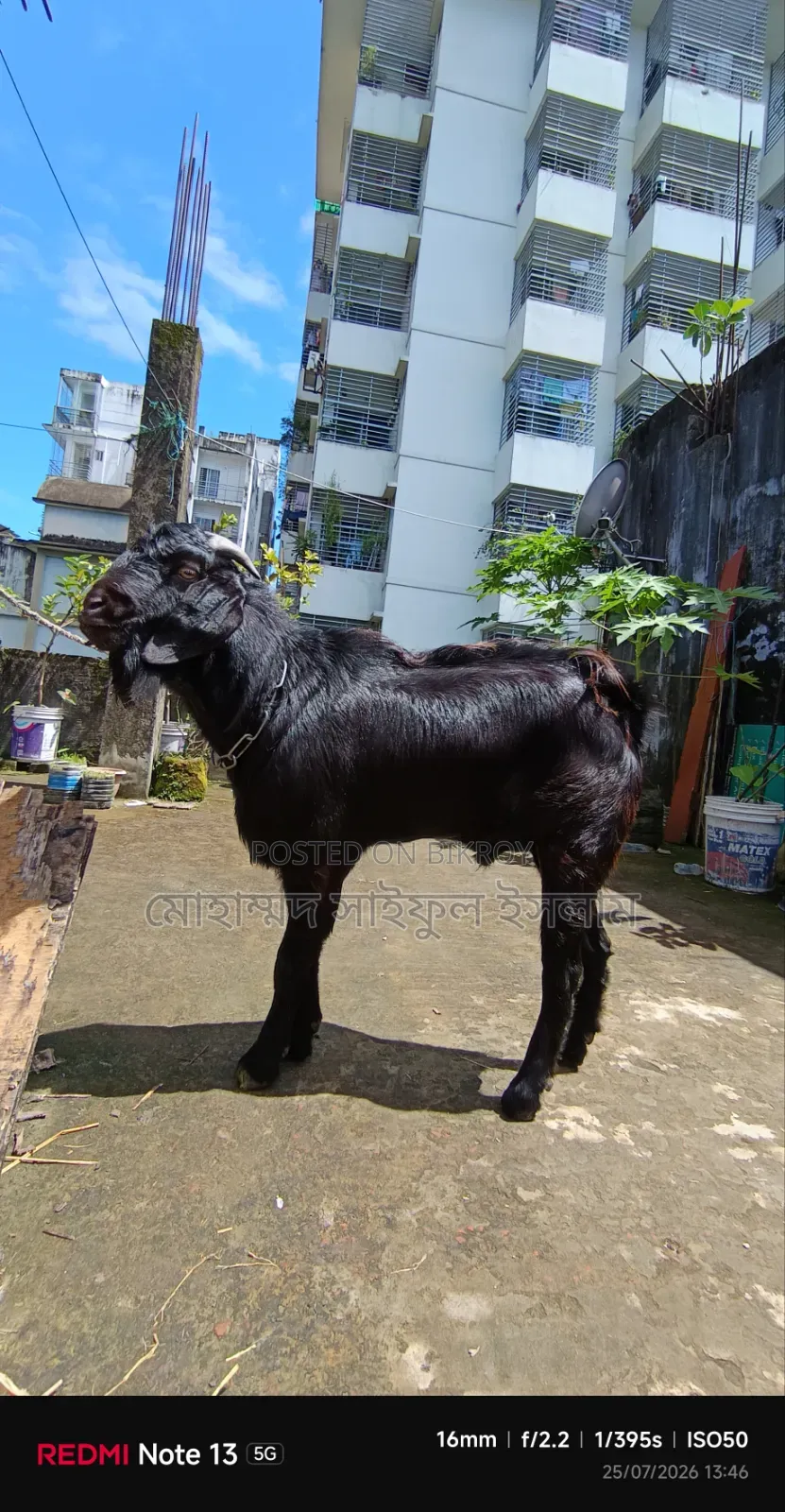 Male Goat for Sell