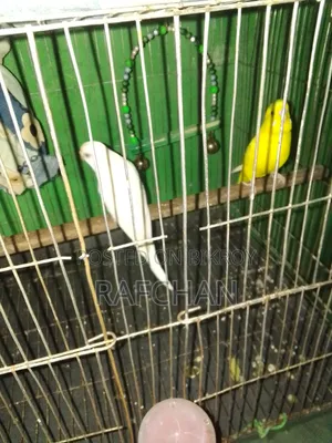Budgie Bird for Sale