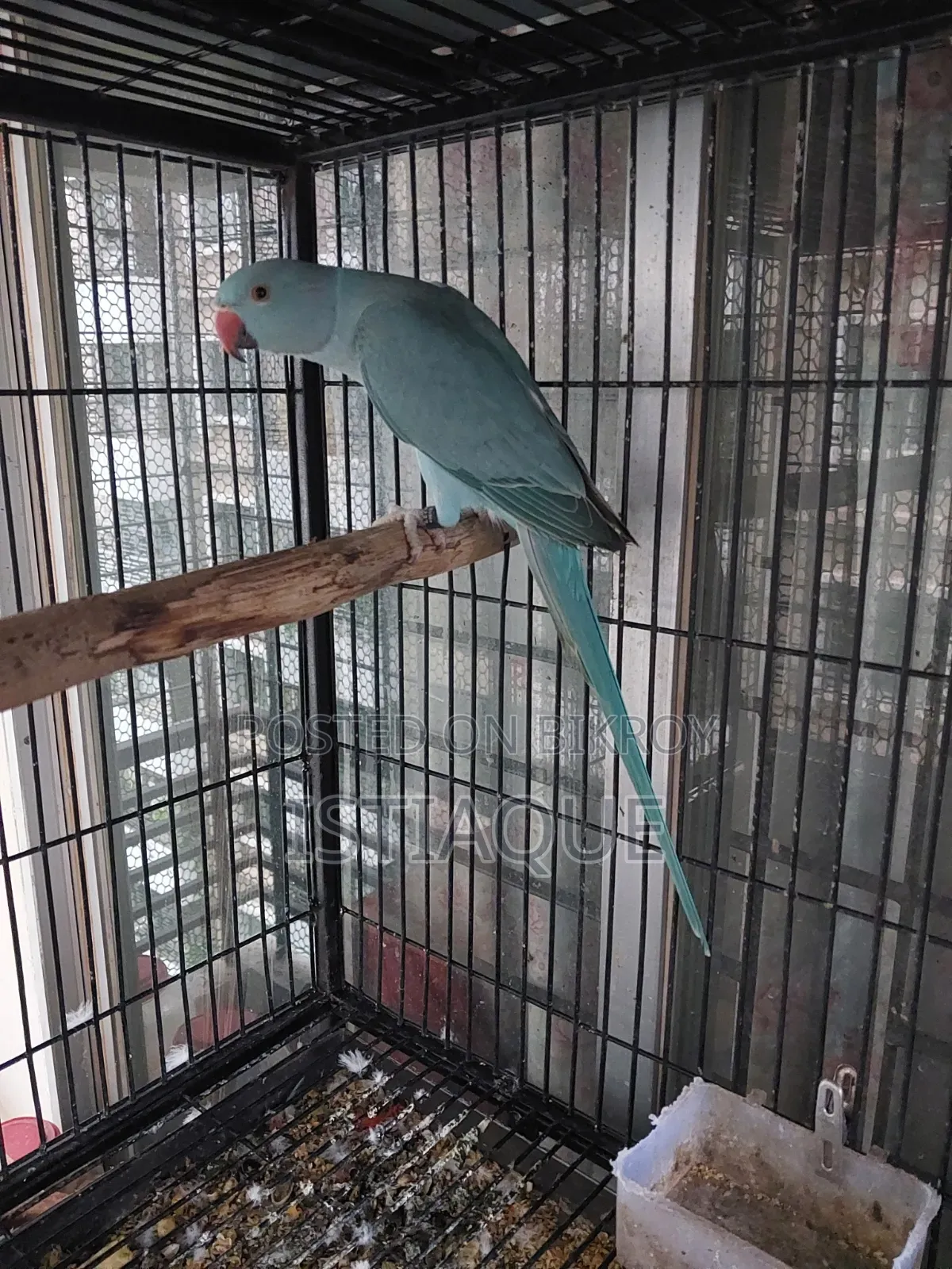 Blue Ring Neck Baby Pair