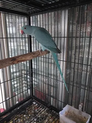Blue Ring Neck Baby Pair