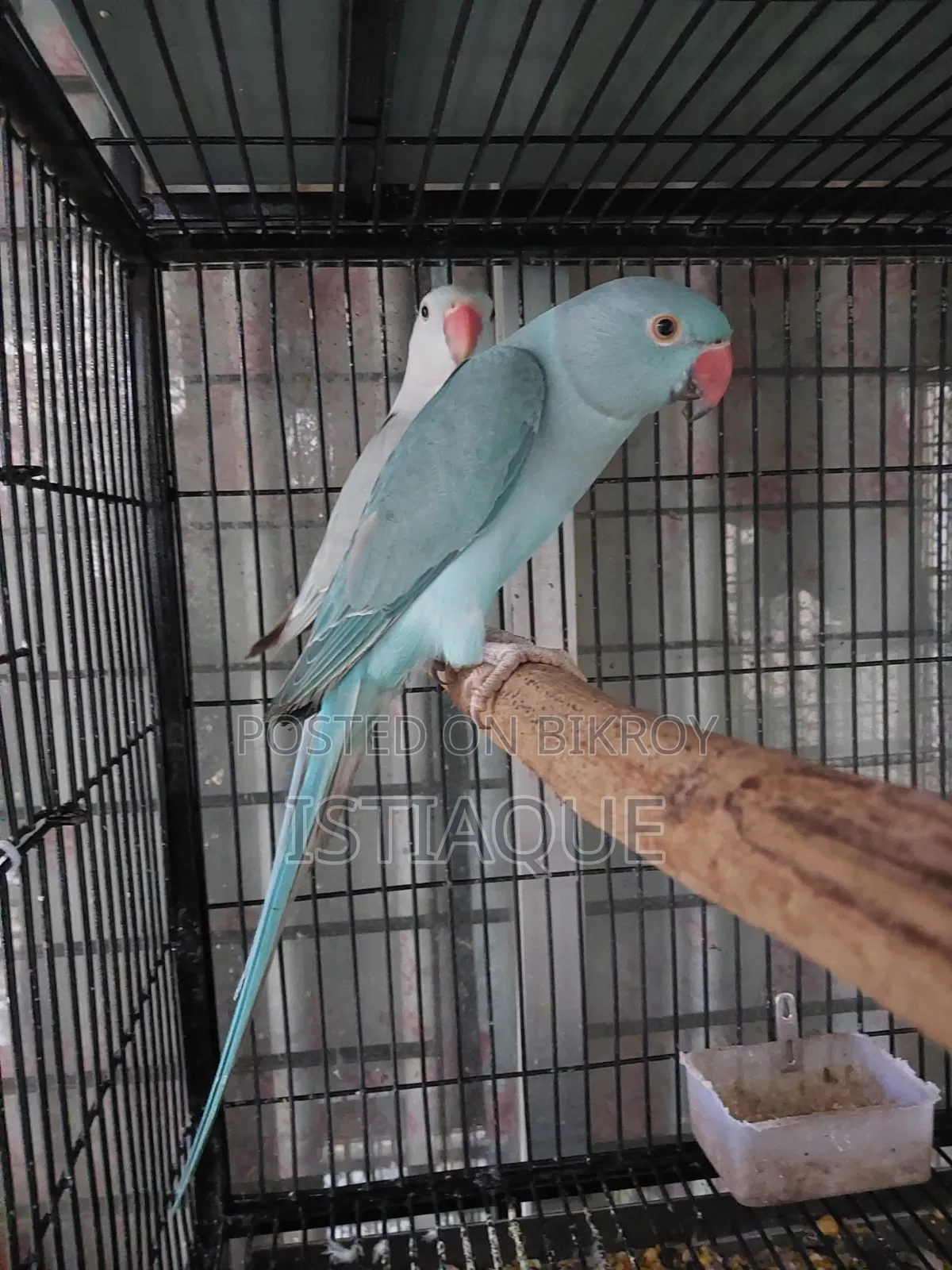 Blue Ring Neck Baby Pair