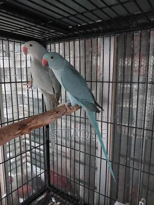 Blue Ring Neck Baby Pair