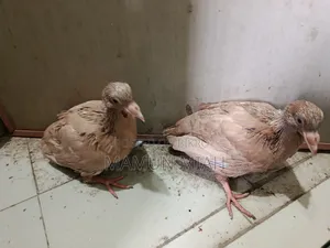 রেংগস কবুতরের বাচ্চা