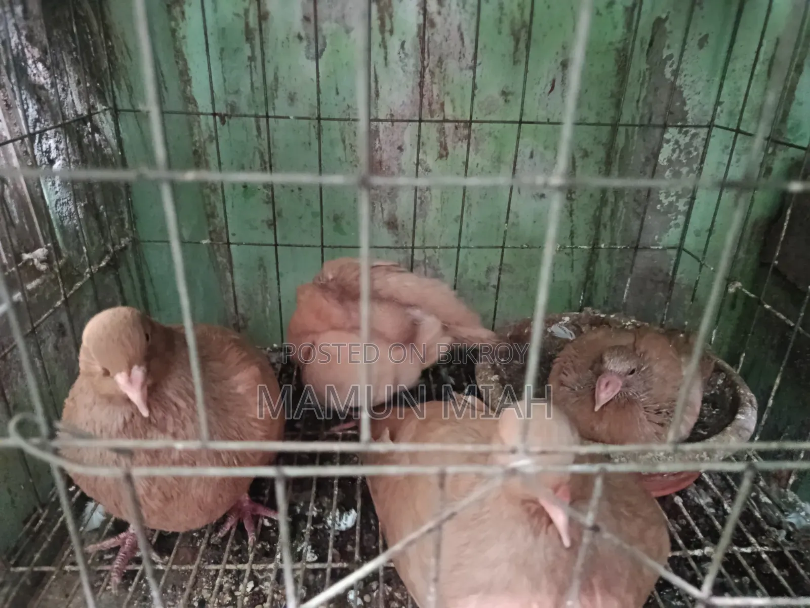 রেংগস কবুতরের বাচ্চা