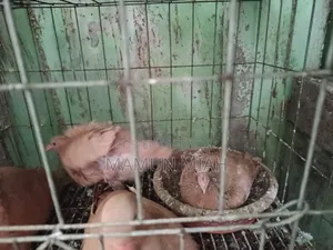 রেংগস কবুতরের বাচ্চা