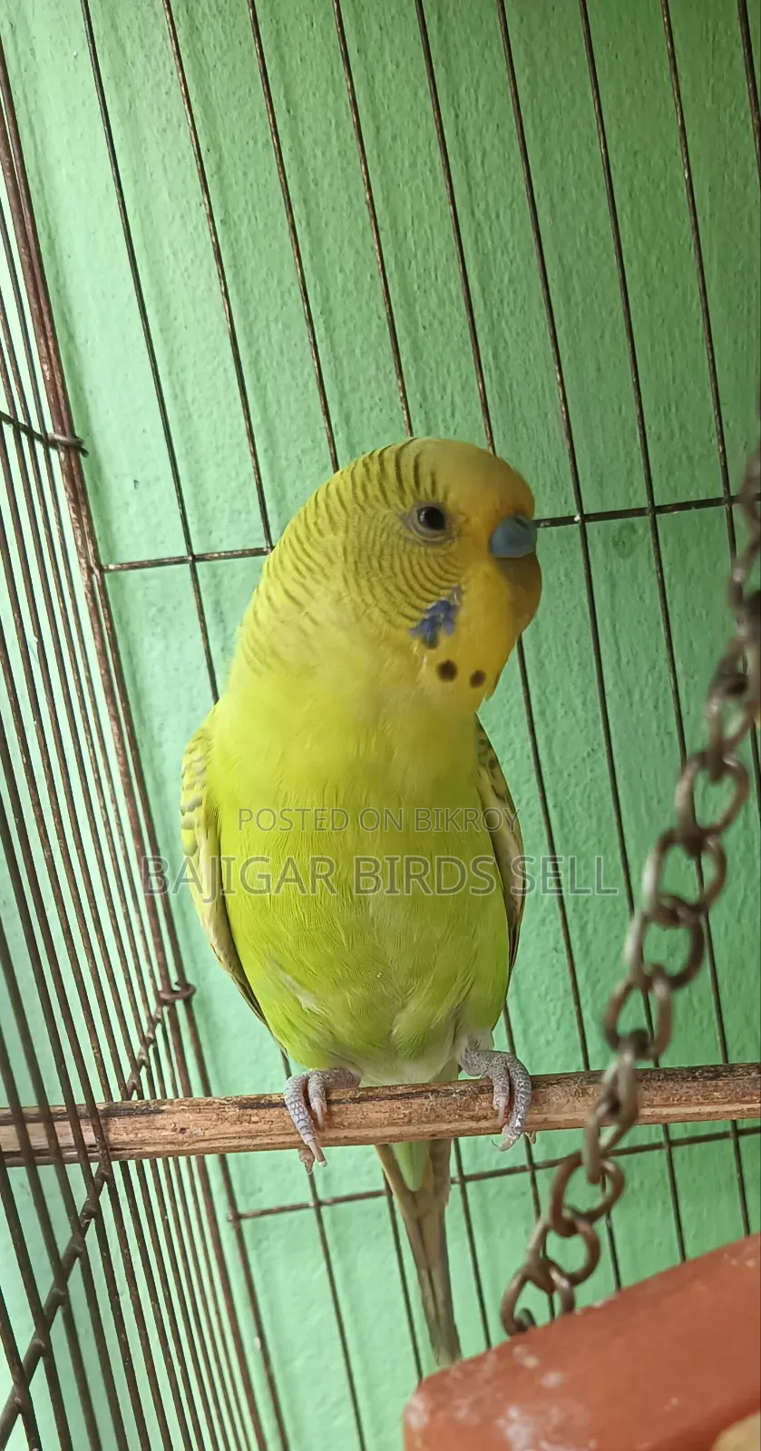 বাজিগর অ্যাডাল্ট মেল