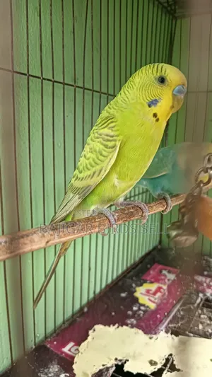 বাজিগর অ্যাডাল্ট মেল