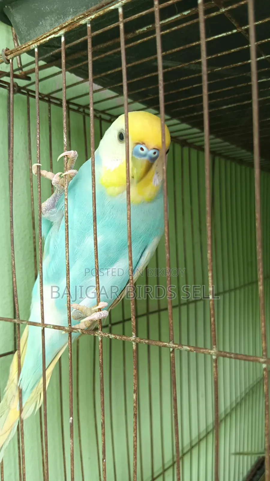 বাজিগর অ্যাডাল্ট মেল