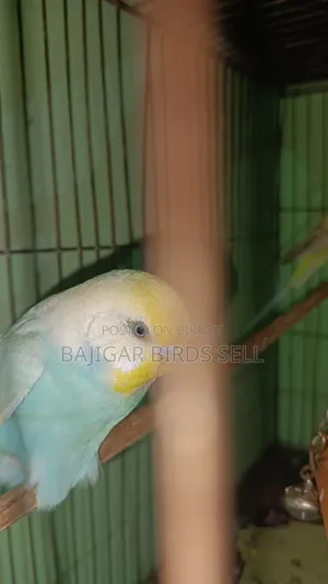 বাজিগর অ্যাডাল্ট মেল